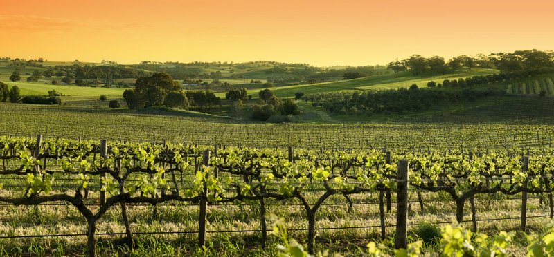 vignoble barossa valley, barossa valley, vignoble australien, vignes barossa valley, shiraz, cépage shiraz