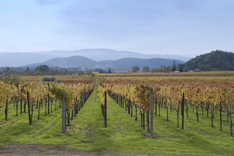 napa valley, vignoble nappa valley, californie, vignoble californien