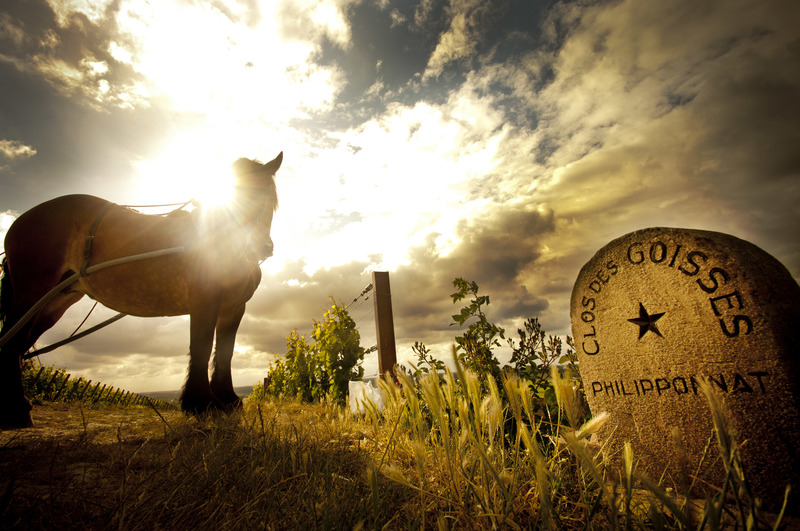 Clos des goisse, philipponat champagne, champagne philipponat , achat champagne