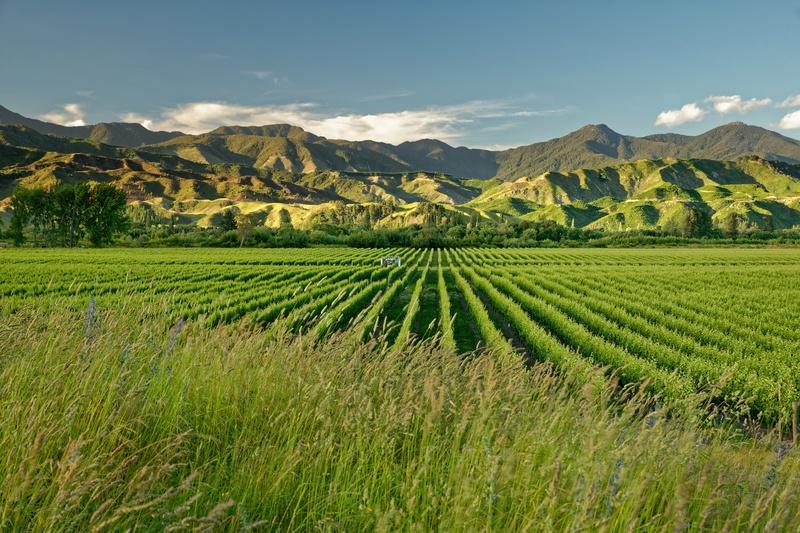 marlborough, vignoble de marlborough, sauvignon blanc, vignoble Nouvelle-Zélande, Sauvignon blanc Nouvelle-Zélande