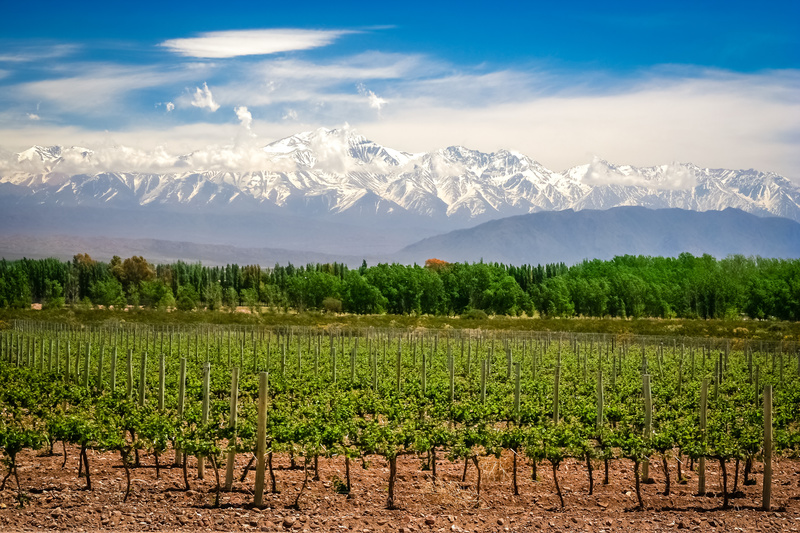 mendoza, vignoble de mendoza, argentine, vignoble argentin, vignes argentine, vignes mendoza