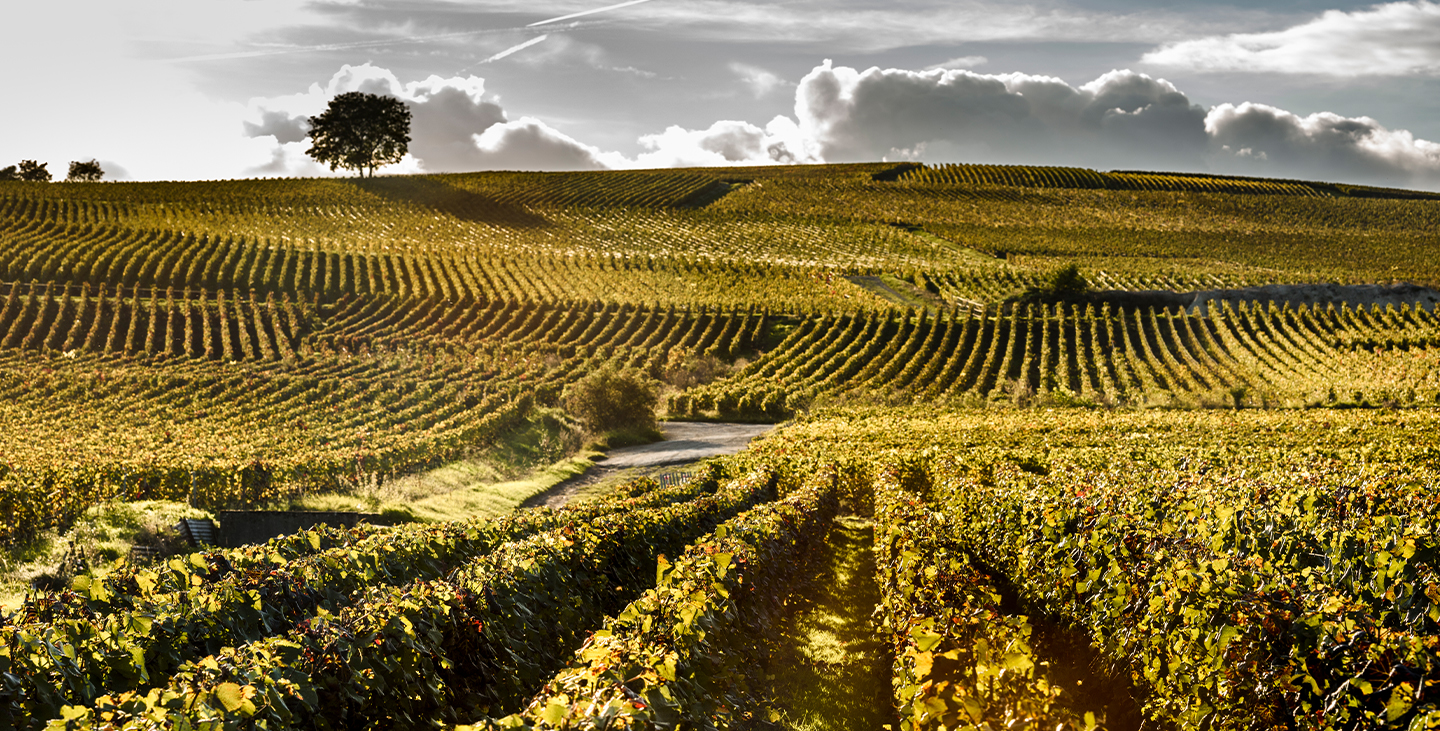 Paysage du domaine de la maison Laurent-Perrier