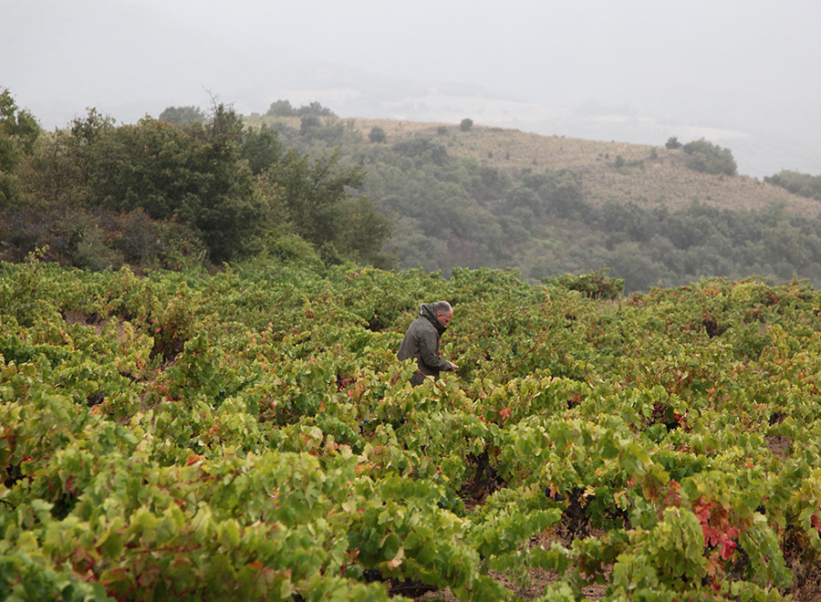 Jeff Carrel dans ses vignes