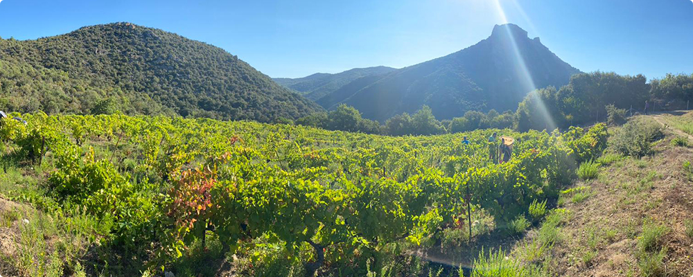 Jeff Carrel des Vins pour la vie