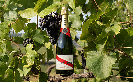 Mumm dans un paysage de vigne