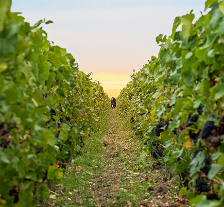 Image du vignoble Champagne G.H.Mumm