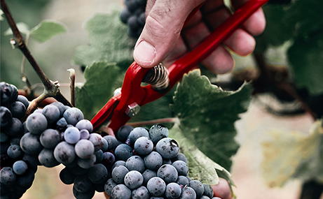 Photo de vigneron coupant une grappe de raisin noir