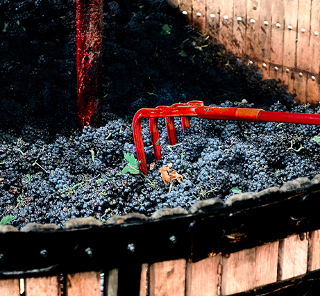 Assemblage du raisin pour le Champagne G.H MUMM