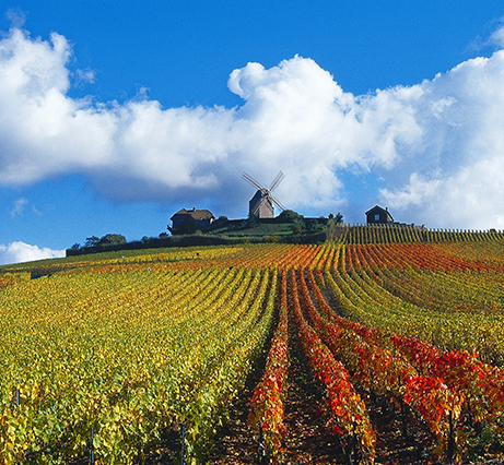 Vignoble Champagne G.H.Mumm en vue large