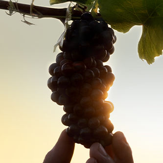 Pinot Noir, bollinger collection PN