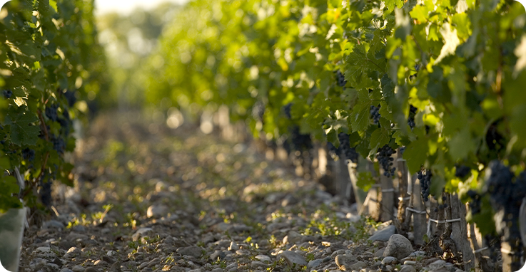 Le style des vins du Château d'Arcins