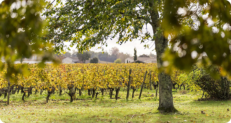 Terroir du Château Montlabert