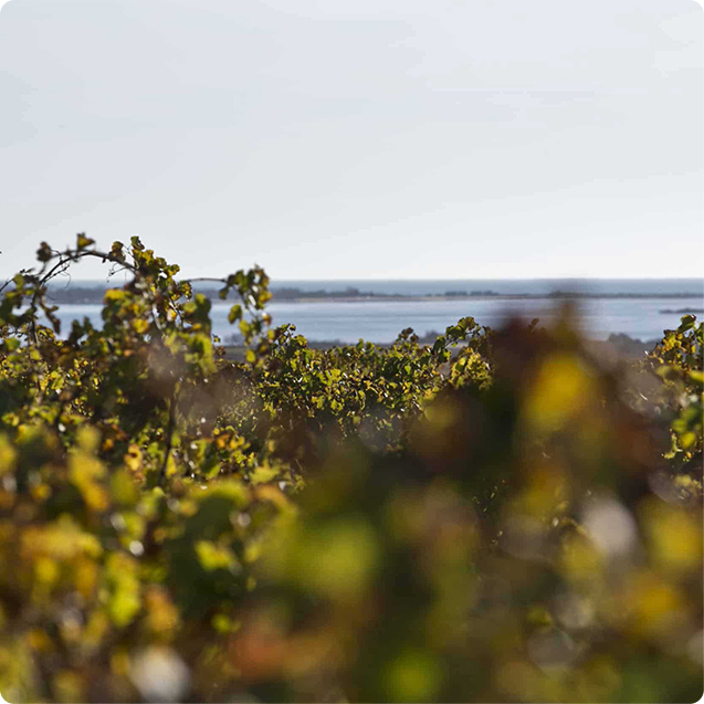 Rosé Miraflors, domaine Lafage