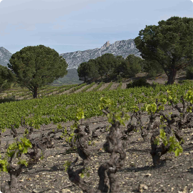 Narassa, domaine Lafage