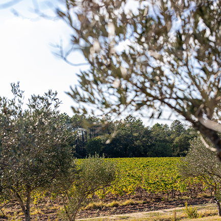 Paysage viticole du domaine ultimate Provence