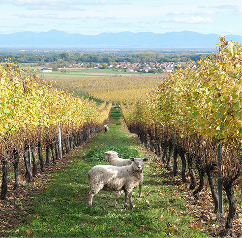 L’engagement environnemental du Domaine