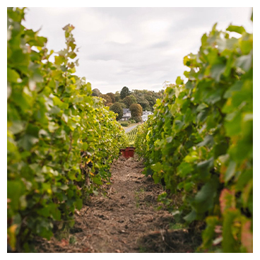 Présentation d'une allée de vigne