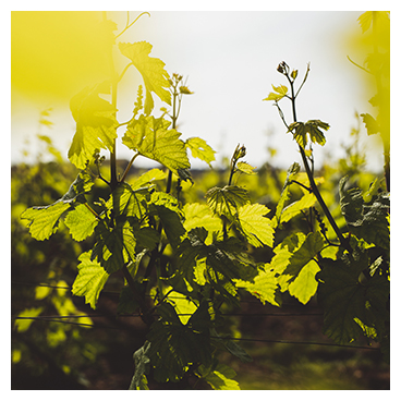 Partie haute de la vigne