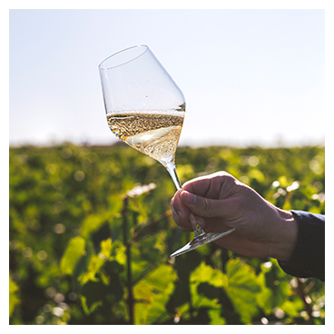 Dégustation de champagne dans la vigne