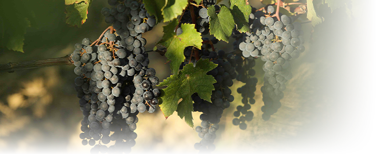 Marc Milhade Chateau Recougne
