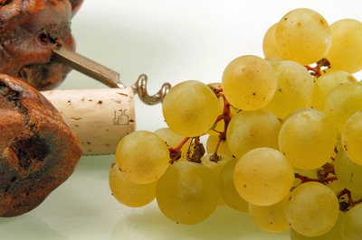 Chasselas, fendant : le cépage roi des vins suisses