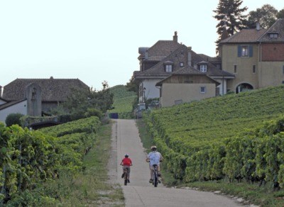 Le must des vins vaudois au naturel - vin suisse
